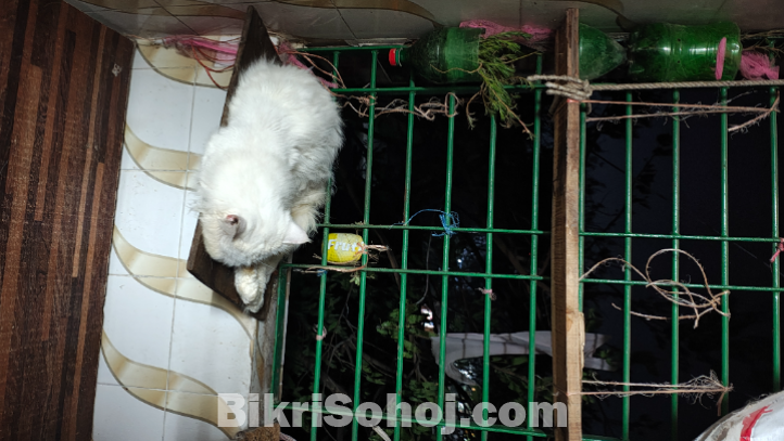 পার্শিয়ান বিড়াল